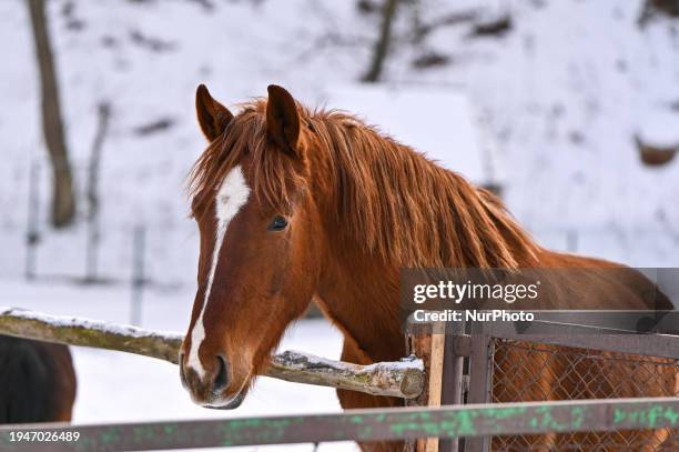 Horse is living in Shevchenkivskyi Hai on the territory of the Klymentii Sheptytskyi Museum of Folk Architecture and Rural Life in Lviv, Ukraine, on...