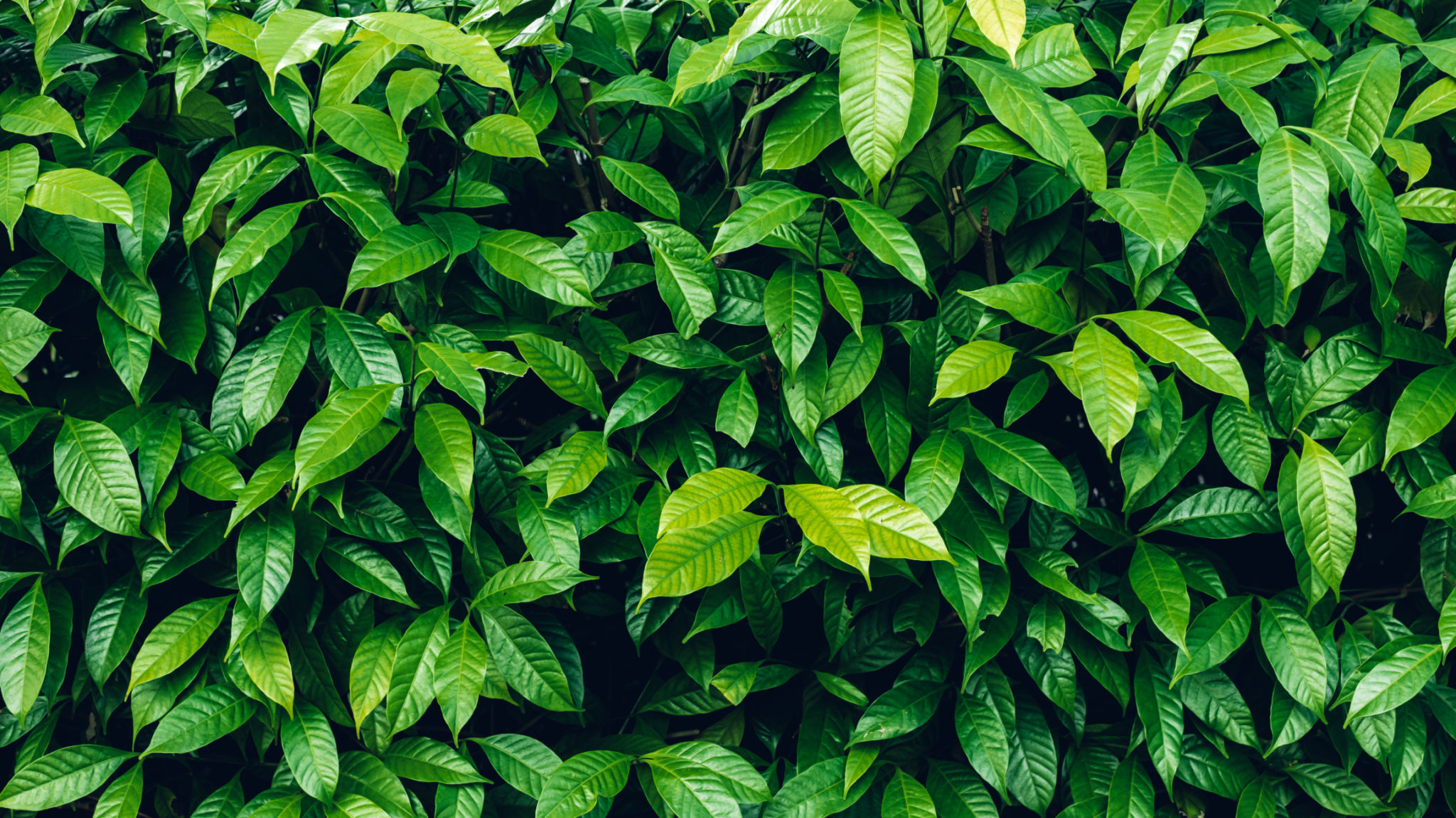 leafy greens