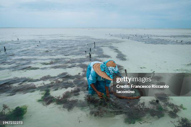 seaweed farm on the public beach, zanzibar - indian ocean stock pictures, royalty-free photos & images