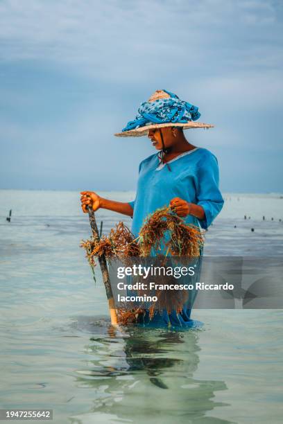 seaweed farmer on the public beach, zanzibar - zanzibar stock pictures, royalty-free photos & images