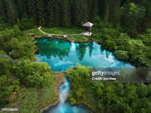 zelenci natural reserve - slovenia spring stock pictures, royalty-free photos & images