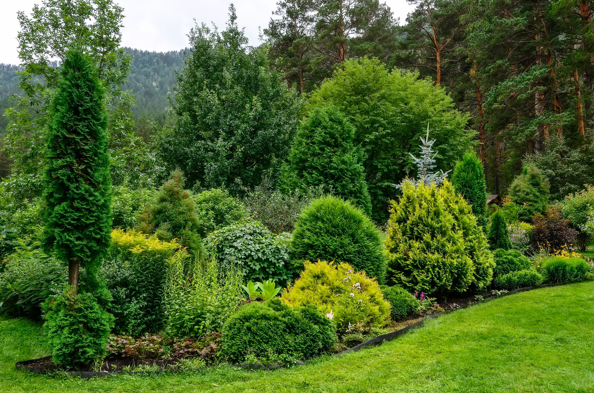 evergreen garden