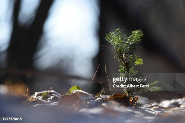 seedling of a tree - yew needles stock pictures, royalty-free photos & images