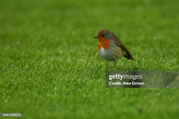 Robin is seen on the pitch during the Bundesliga match between SV Darmstadt 98 and Eintracht Frankfurt at Merck-Stadion am Böllenfalltor on January...