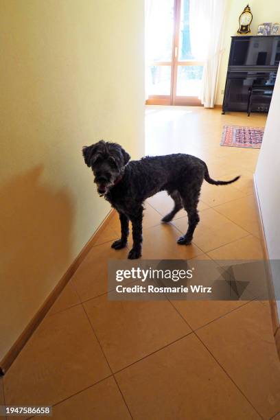 italian dog standing in living room, in silhouette - pet silhouette stock pictures, royalty-free photos & images