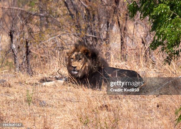 lion (leo panthera) - hunter stock pictures, royalty-free photos & images