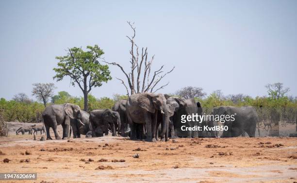 african elephants - kleurenfoto imagens e fotografias de stock