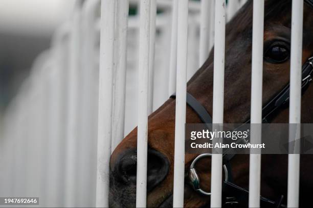Waiting in the stalls at Lingfield Park Racecourse on January 20, 2024 in Lingfield, England.