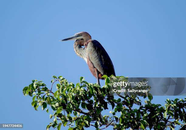 goliath heron sitting on top of a tree. - goliath heron stock pictures, royalty-free photos & images