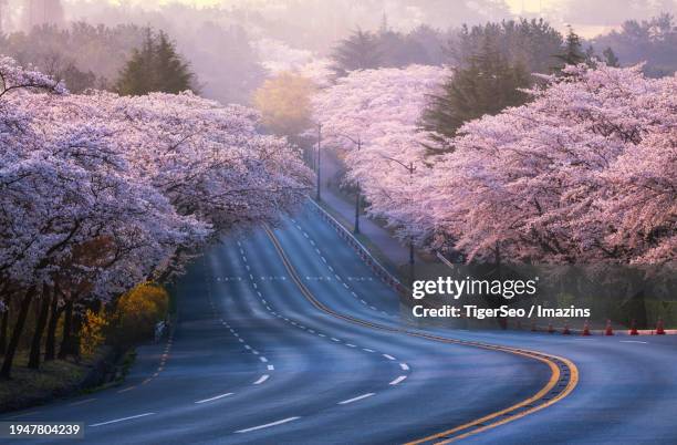 gyeongju, bomun-ro, sunrise, cherry blossom road - gyeongju fotografías e imágenes de stock