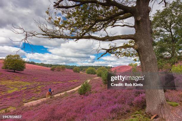 woman riding on a horse on the posbank  ( herikhuizerveld )near arnhem - posbank stockfoto's en -beelden