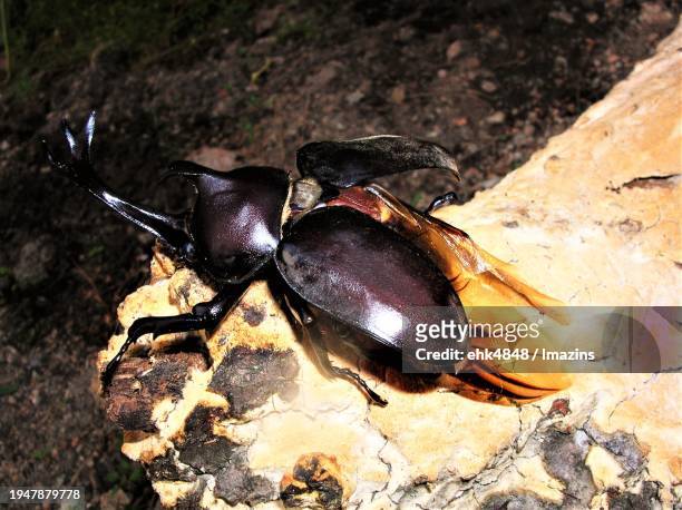 rhinoceros beetle spreads its wings - allomyrina dichotoma stockfoto's en -beelden