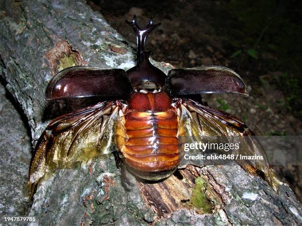 rhinoceros beetle spreads its wings - allomyrina dichotoma stock pictures, royalty-free photos & images