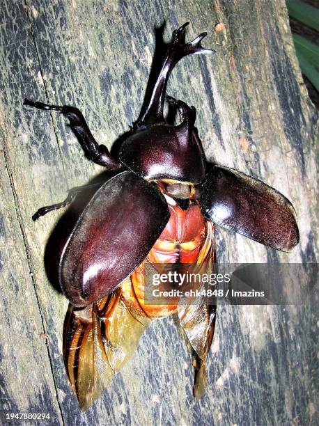 rhinoceros beetle spreads its wings - allomyrina dichotoma stockfoto's en -beelden