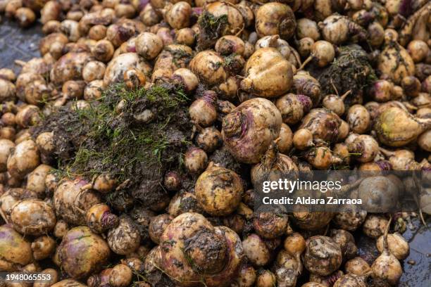 Pile of turnips lie on the ground about to be thrown to the Jarramplas during Jarramplas Festival on January 19, 2024 in Piornal, Spain. In the...