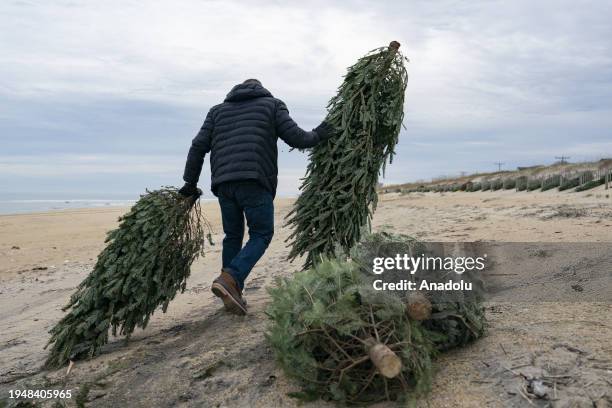 Volunteers with Better Beaches OBX place recycled Christmas trees on dunes to renourish the beach in Kitty Hawk, Outer Banks, North Carolina on...