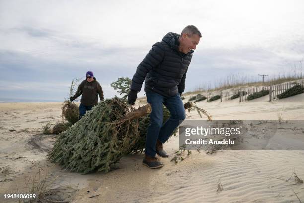 Volunteers with Better Beaches OBX place recycled Christmas trees on dunes to renourish the beach in Kitty Hawk, Outer Banks, North Carolina on...