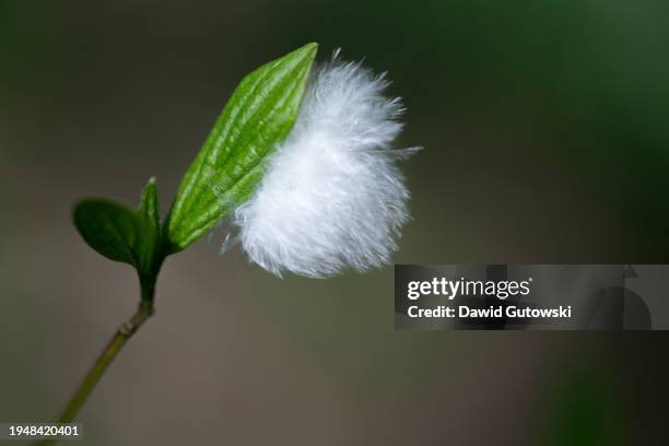 a delicate ball of bird down on a leaf - falling feathers stock pictures, royalty-free photos & images