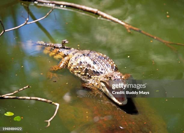 View of a large rainforest caiman or South American crocodile, with a baby riding on its tail, on the Caribbean coast in Tortuguero National Park,...