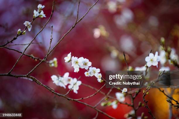 four seasons cherry blossoms - 愛知県 photos et images de collection