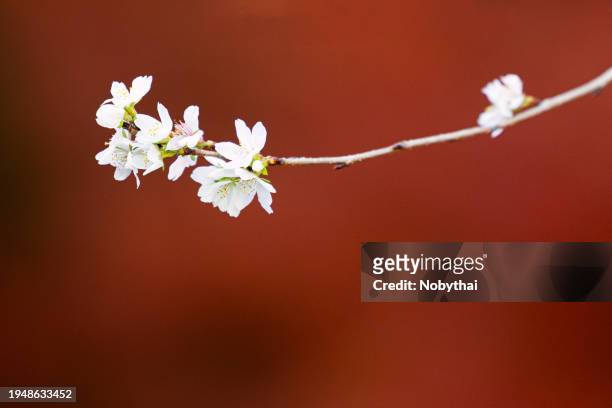 four seasons cherry blossoms - 豊田市 stock pictures, royalty-free photos & images