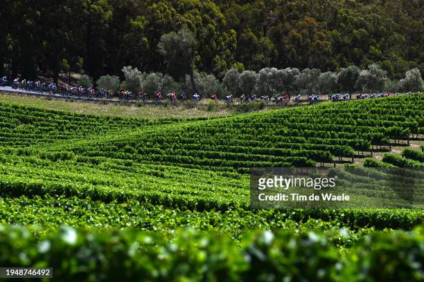 General view of the peloton passing through a vineyards field during the 24th Santos Tour Down Under 2024, Stage 6 a 128.2km stage from Unley to...
