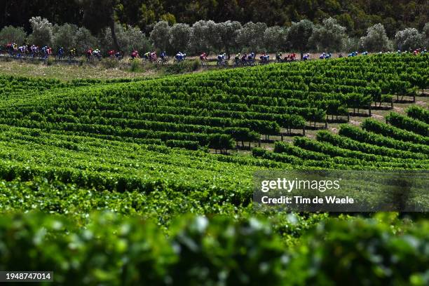 General view of the peloton passing through a vineyards field during the 24th Santos Tour Down Under 2024, Stage 6 a 128.2km stage from Unley to...