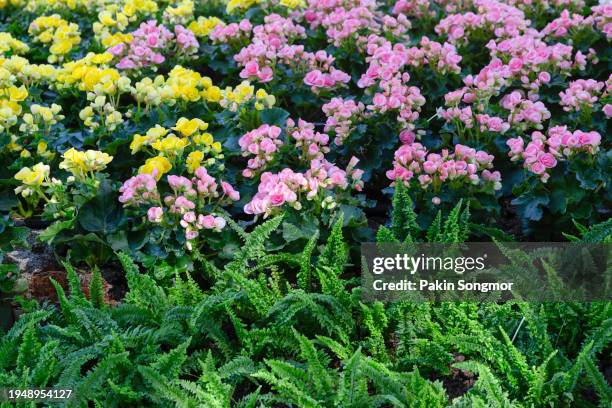 beautiful begonias (begonia tuberhybrida) flowers blooming in the garden. - begoniaceae stock pictures, royalty-free photos & images