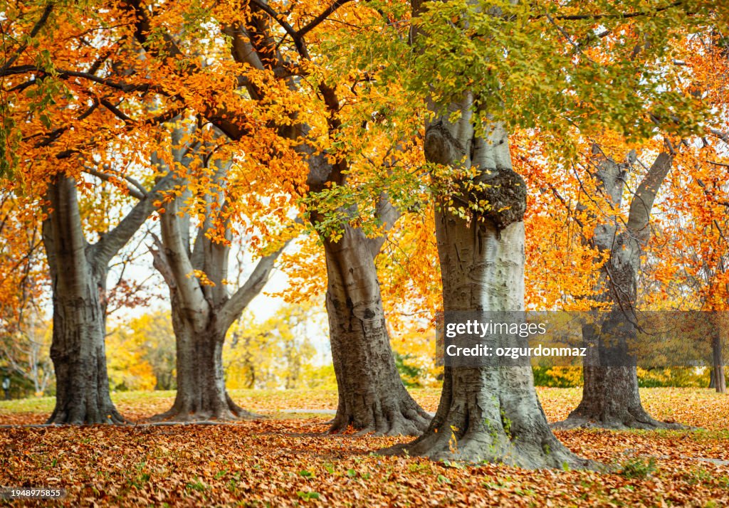 Autumn in Owl's Head Park, Bay Ridge, Brooklyn, New York