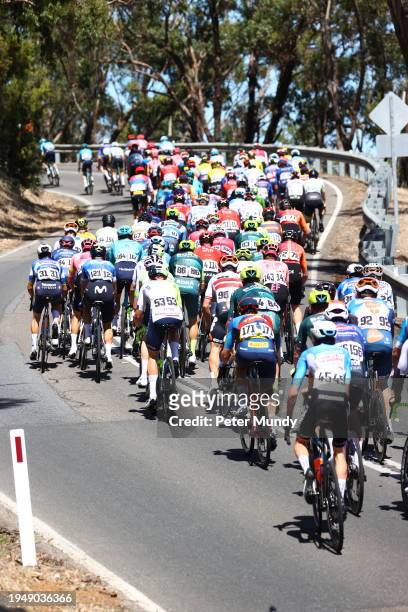 The peloton riding up to the Windy Point Lookout during the 24th Santos Tour Down Under Schwalbe Men's Stage 6 from Unley to Mount Lofty on January...