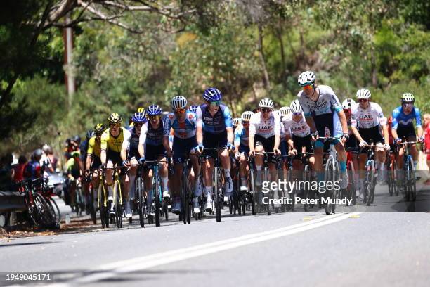 The peloton riding up the first KOM climb to Mt Lofty during the 24th Santos Tour Down Under Schwalbe Men's Stage 6 from Unley to Mount Lofty on...