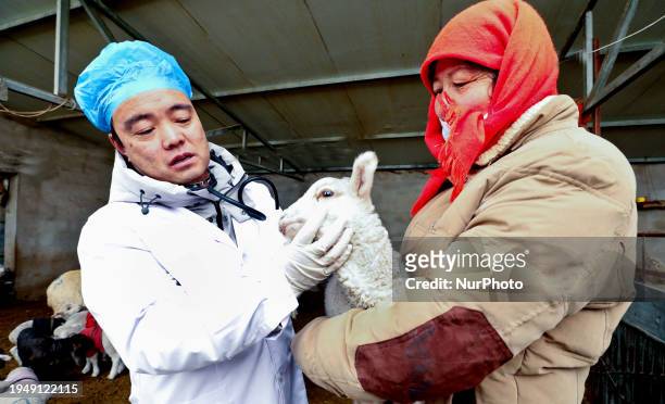 Technician is conducting a physical check on a newborn lamb at a livestock and veterinary workstation in Zhangye City, Gansu Province, China, on...