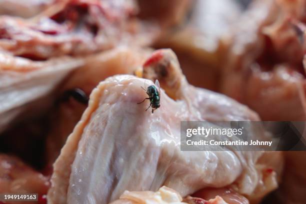 close up of fly on raw chicken meat - chicken meat stock pictures, royalty-free photos & images