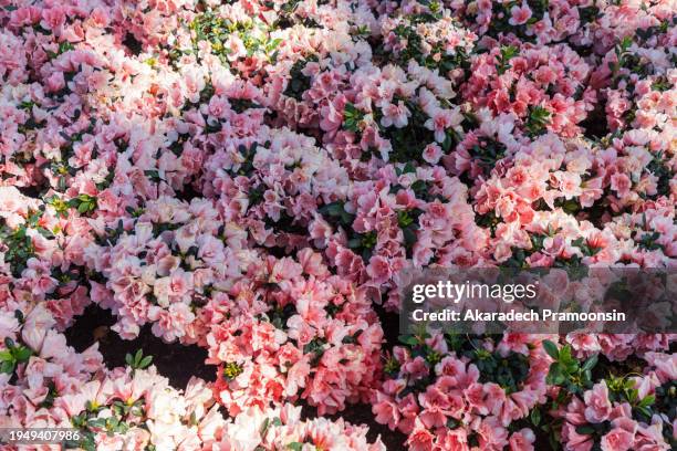 beautiful spring pink flower background - azalea foto e immagini stock