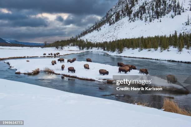 scenic view of madison river with a herd of american bison (bison bison) in yellowstone national park on a freezing winter morning. - national bison gebirge stock-fotos und bilder