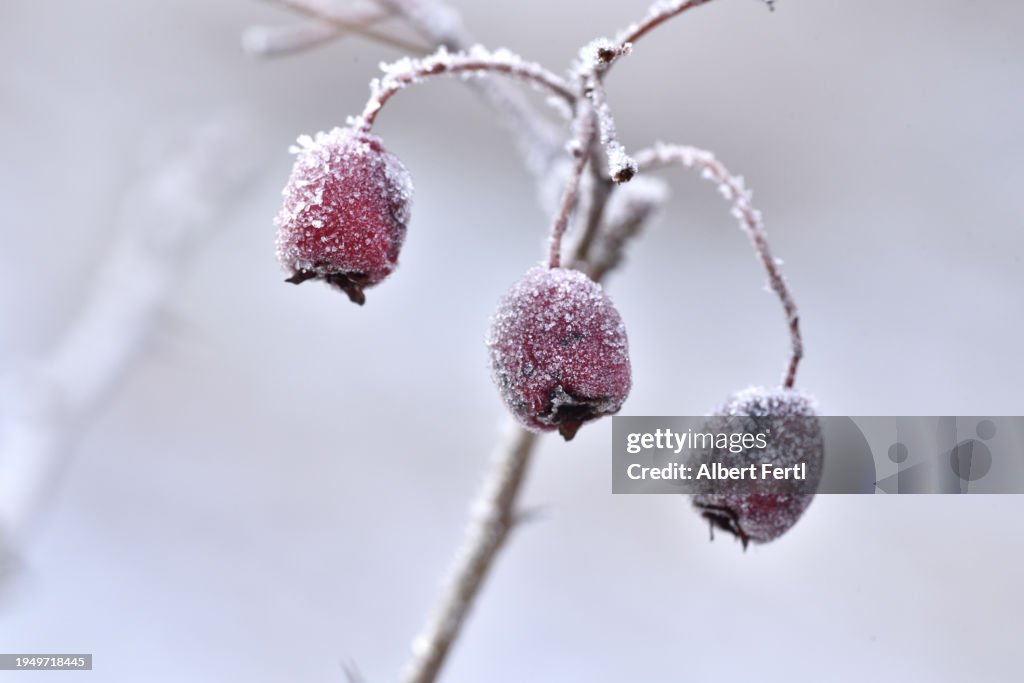 Berries With Hoarfrost