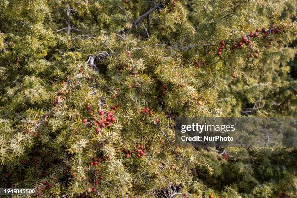 Close-up of Juniperus oxycedrus small tree, plant branches, needle like leaves, berry and cone seeds at Mount Chortiatis in Northern Greece at an...