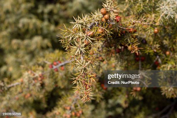 Close-up of Juniperus oxycedrus small tree, plant branches, needle like leaves, berry and cone seeds at Mount Chortiatis in Northern Greece at an...