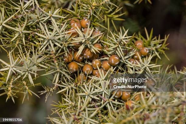 Close-up of Juniperus oxycedrus small tree, plant branches, needle like leaves, berry and cone seeds at Mount Chortiatis in Northern Greece at an...