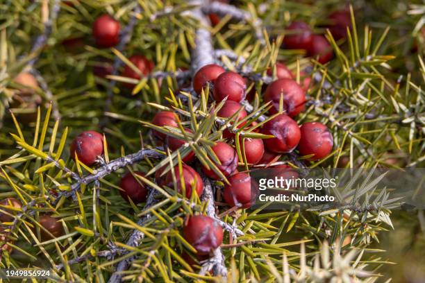 Close-up of Juniperus oxycedrus small tree, plant branches, needle like leaves, berry and cone seeds at Mount Chortiatis in Northern Greece at an...