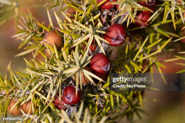 Close-up of Juniperus oxycedrus small tree, plant branches, needle like leaves, berry and cone seeds at Mount Chortiatis in Northern Greece at an...