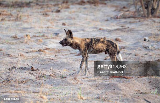 an african wild dog - kleurenfoto imagens e fotografias de stock