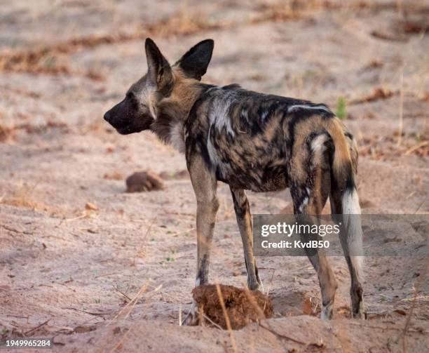 20231109-zimbabwe-camp hwange-02 - kleurenfoto imagens e fotografias de stock