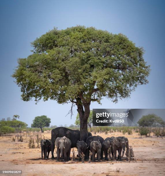 african elephant in the shade in hwange national park - hwange national park bildbanksfoton och bilder