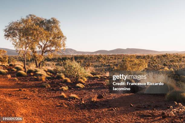 australian bush, western australia - bush australien photos et images de collection