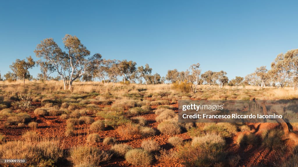 Australian landscape