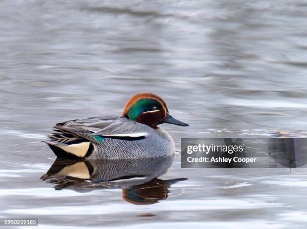 teal; anas crecca at leighton moss nature reserve near silverdale, lancashire, uk. - silverdale lancashire stock pictures, royalty-free photos & images