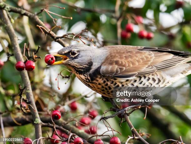 a fieldfare; turdus pilaris, eating hawthorn berries at leighton moss, silverdale, lancashire, uk. - silverdale lancashire stock pictures, royalty-free photos & images