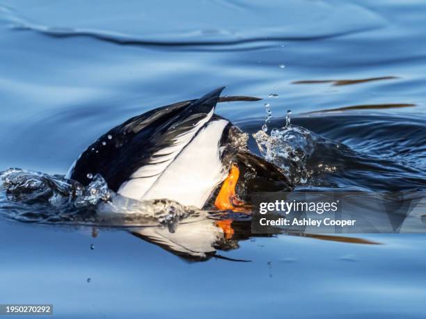 a male common goldeneye, bucephala clangula diving on broadwood loch, cumbernauld, scotland, uk. - male feet on face stock-fotos und bilder