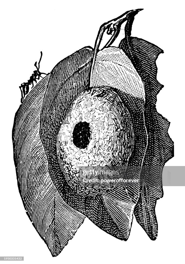 Weaver Insect Leaf Nest Of The Nestweaver Ant Insect 19th Century High-Res Vector ...